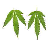 Industrial marijuana Free PNG